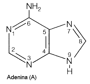 adenina