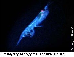 wieccy kryl - Bioluminescencja