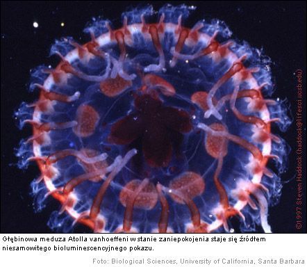 wiecca meduza - Bioluminescencja
