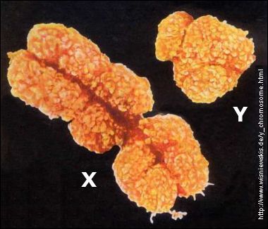chromosom Y chromosom X