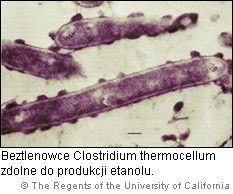 Clostridium thermocellum