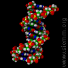 śmieciowe DNA, junk DNA