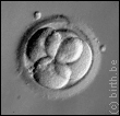 klonowanie embrionów