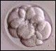 embrionalne komórki macierzyste