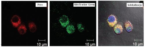 Zdjcia konfokalne ukazujce: lokalizacj Pyro (1), MitoTracker Green (2), kolokalizacj (3)