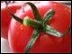 Flavr savr pomidor gmo