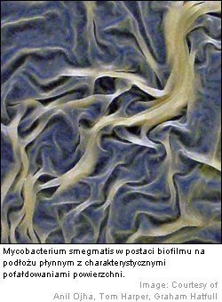Grulica, Mycobacterium tuberculosis