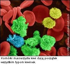komórki macierzyste krwi