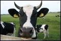 genom krowy krowa