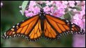 motyl monarcha