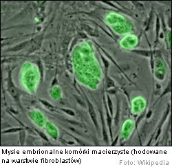Mysie Embrionalne Komórki Macierzyste