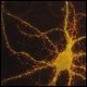 neurony czuciowe u szczurów