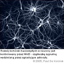 neurony z komórek macierzystych