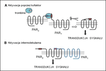 sposoby aktywacji receptorw PAR