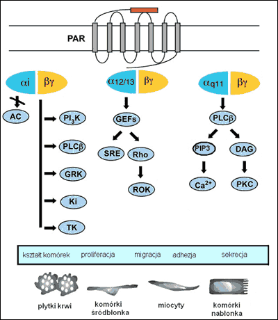 chemat szlakw komrkowych aktywowanych przez receptory PAR