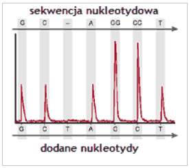 Zależność intensywności piku świetlnego od ilości wbudowanych nukleotydów