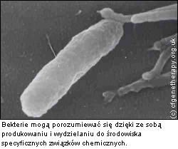 Mowa bakterii, porozumiewanie się bakterii