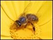 Genom pszczoły