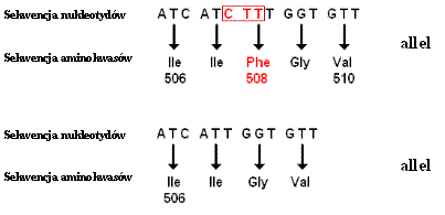 Schemat obrazujący mutację ΔF508 w genie CFTR