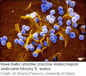 Toksyna Staphylococcus aureus