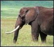 Słoń, kość słoniowa
