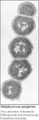 Paciorkowc ropny - Streptococcus pyogenes