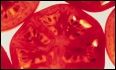 Pomidor modyfikowany genetycznie