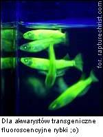 Transgeniczne fluoroscencyjne rybki